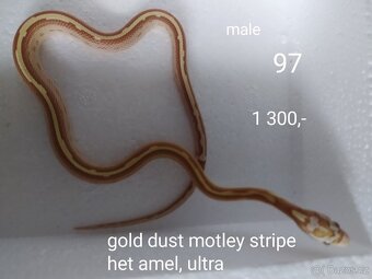 Užovka červená - 2