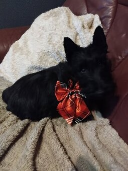 Skotský teriér - scottish terrier - 2