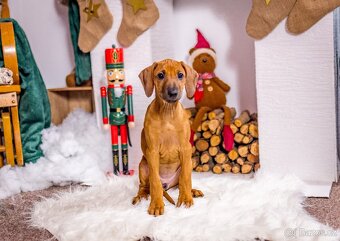 Rhodéský Ridgeback- VOLNÁ fenka a pejsek s PP,ihned k odběru - 2