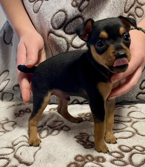 Pražský krysařík s PP FCI  - Atom - 2