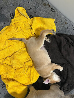 Prodám krásného pejska - kříženec - 2