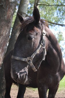 Starokladrubská klisna - 2