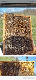 Včelí oddělky - 2