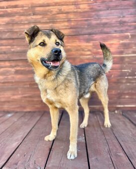 LAKY - kastrovaný psík 4 roky - 2