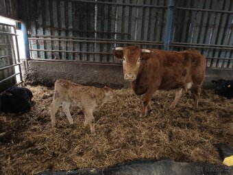 Koupím telata - 2