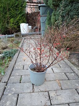 Tavolník japonský - 2