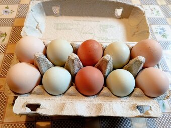 Domácí vejce - 2