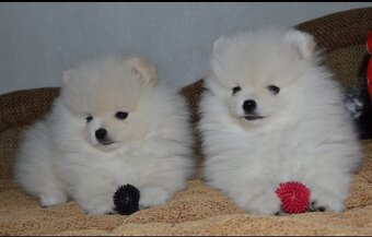 Pomeranian - 2