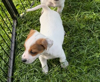Jack Russell teriér - 2