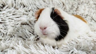 Morče, Morčátko, Morčátka, Morčata - BETTY - 2