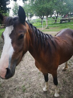 Welsh pony kobylka - 2