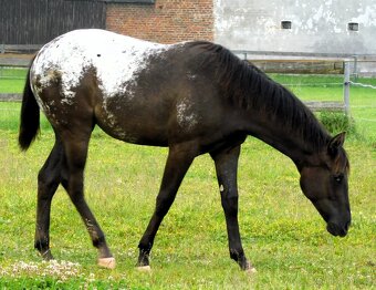Appaloosa roční klisna - HOMOZYGOT na černou a LP - 2