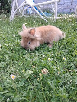 Zakrslý králíček teddy - 2