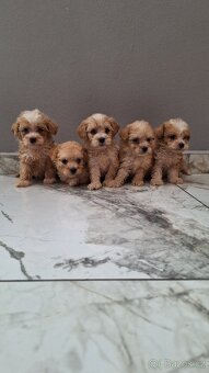 Maltipoo - 2