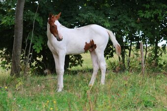 Hřebeček x aph - 2