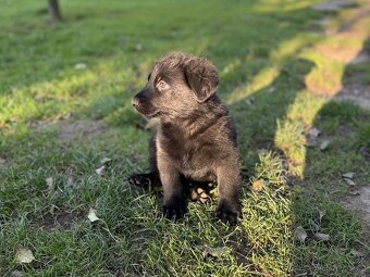 Štěňata německého ovčáka bez PP - 2