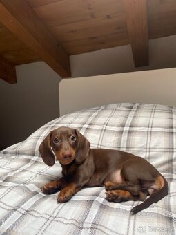 Hledám trpasličího jezevčíka - 2