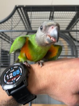 Dokrmený papoušek senegalský - 2