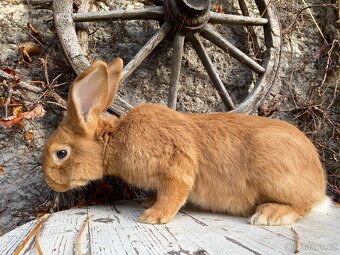 Burgundský králík - 2