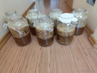 Prodám drobný přebytek letošní víčkovice z medu. - 2