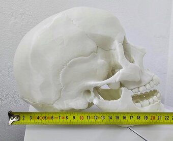 REALISTICKÝ model lidské lebky, 3D tisk - 2