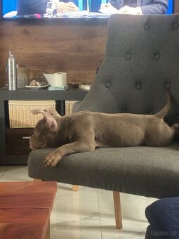 American Bully Micro s PP - 2