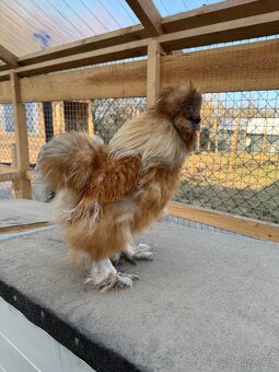 Hedvabnicka USA kohoutek - 2