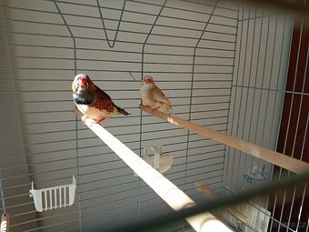 zebřičky + klec s vybavením - 2