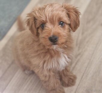 Maltipoo - 2