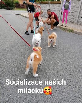 Akita inu - 2