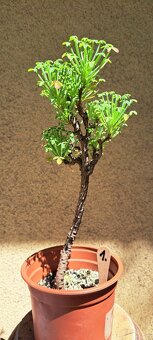 Oxalis peduncularis - 2