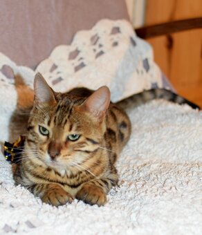 bengálská kočka - kocourek - 2