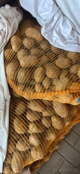 Brambory na uskladnění - 2