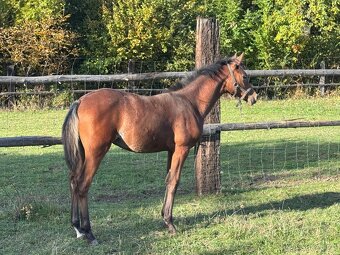 Klisnička s 75% arabské krve - 2