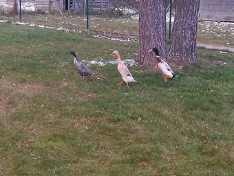 Indický běžec - 2