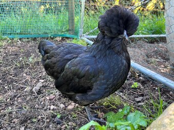 Hedvábnička x holandská chocholatá slepice - pouze slepičky - 2
