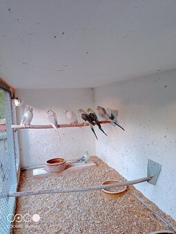 Andulky vlnkované mutace blackwing 2.1 - 2