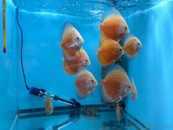 Terčovci - discusy RED VALENTINE - 2