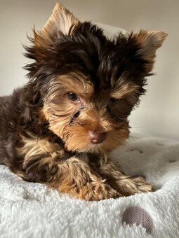 Jorkširský teriér  Choco - 2