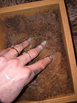 Interaktivní rám - muflon - 2