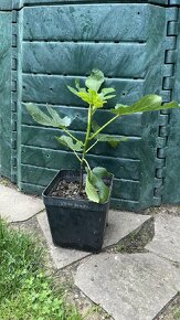 Mrazuvzdorné Fíkovníky - 2