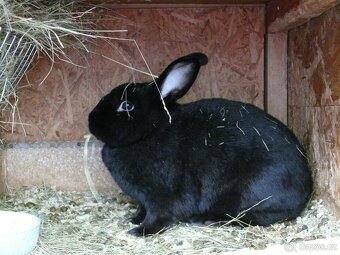 Prodám poslední křížence králíků - 2