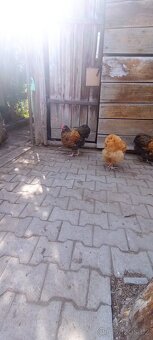 Kohouti Orpingtonka - 2