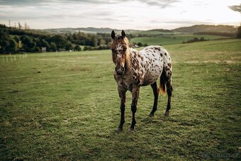 PŘIPOUŠTĚNÍ ZCELA UNIKÁTNÍM BAY PLEMENNÝM HŘEBCEM APPALOOSA - 2