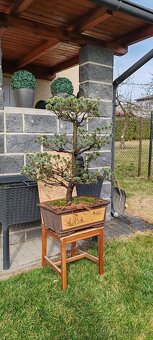 Bonsai, bonsaj - 2