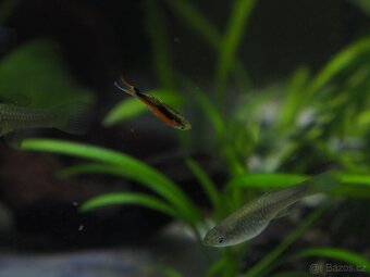 Živorodka Endlerova (Poecilia Wingei var. Santa Maria) - 2