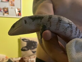 Tiliqua gigas - 2