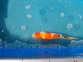 Koi kapr - 2