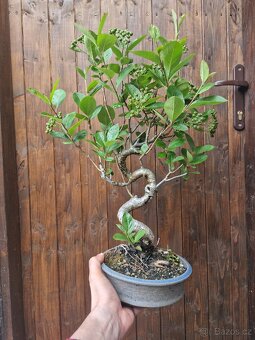 Bonsai, Bonsaj -1 - 2