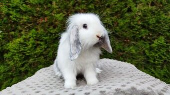 Zakrslý beránek, králíček, králík-MOLLY - 2